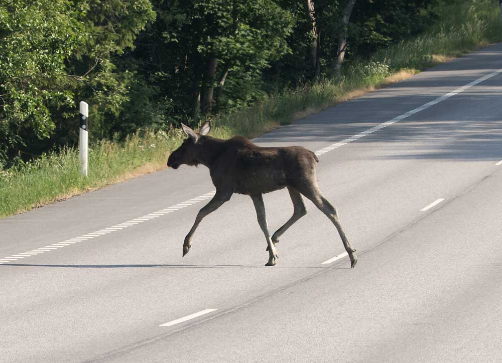 Älg